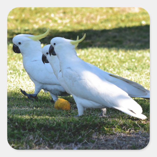 ADESIVO QUADRADO COCKATOO ESTÁ NA QUEENSLAND RURAL AUSTRÁLIA (Frente)