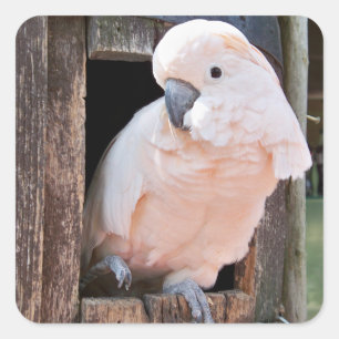 Adesivo Quadrado Cockatoo Molucano