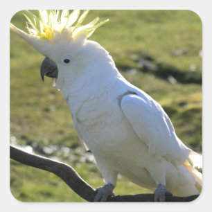 Adesivo Quadrado Cockatoo Penteado de Enxofre na Austrália