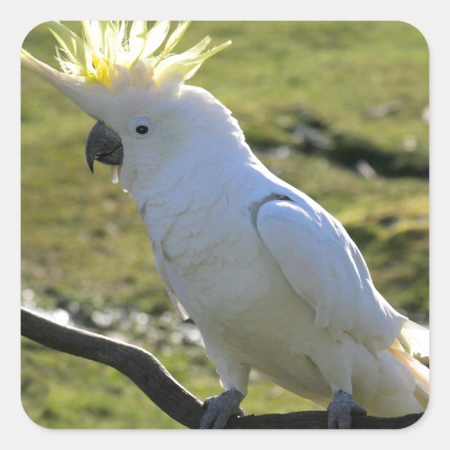 Adesivo Quadrado Cockatoo Penteado de Enxofre na Austrália (Frente)