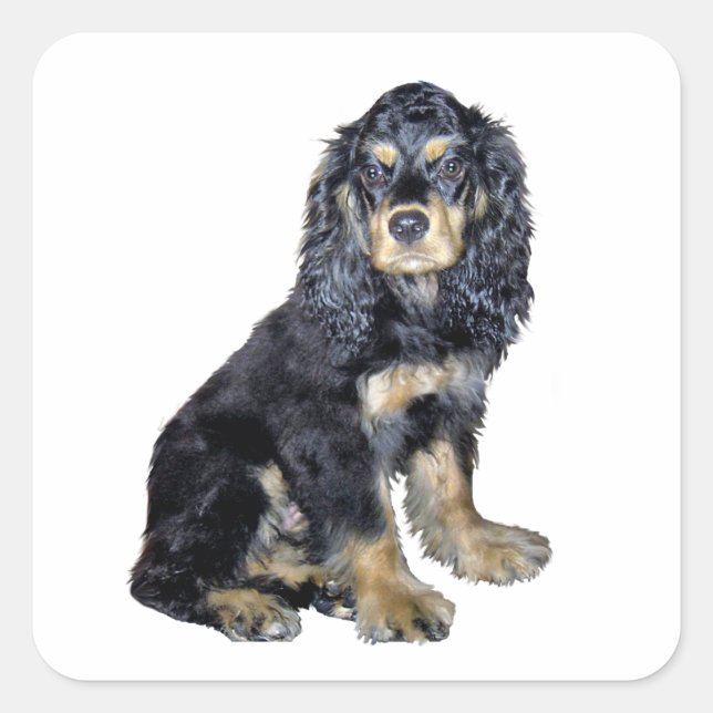 Adesivo Quadrado Cocker Spaniel (preto e bronzeado) (Frente)