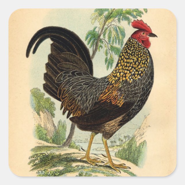 Adesivo Quadrado Cockerel de galeria antiquada com Impressão (Frente)
