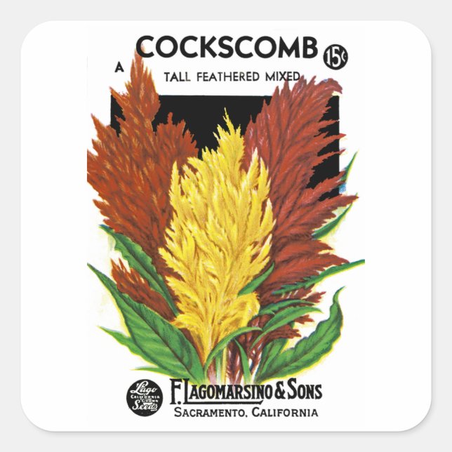 Adesivo Quadrado Cockscomb (Frente)