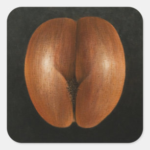 Adesivo Quadrado Coco de Mer 2010