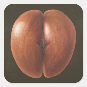 Adesivo Quadrado Coco de Mer Maldivas 2012