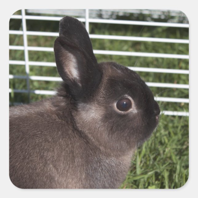 Adesivo Quadrado Coelhinho preto bonito em gramíneas verdes (Frente)