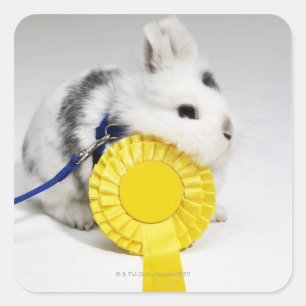 Adesivo Quadrado Coelho branco e preto com coleira azul