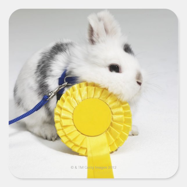 Adesivo Quadrado Coelho branco e preto com coleira azul (Frente)