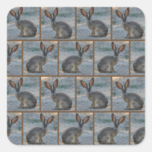 Adesivo Quadrado Coelho-de-cauda-preta