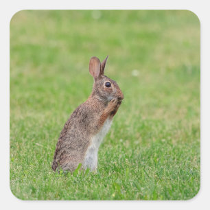 Adesivo Quadrado Coelho parado na grama e com aspecto tímido