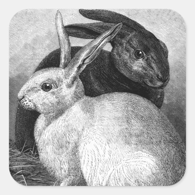 Adesivo Quadrado Coelhos Stickers (Frente)