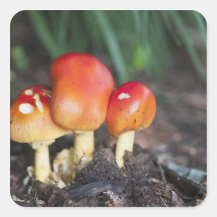 Adesivo Quadrado cogumelo da família Amanita