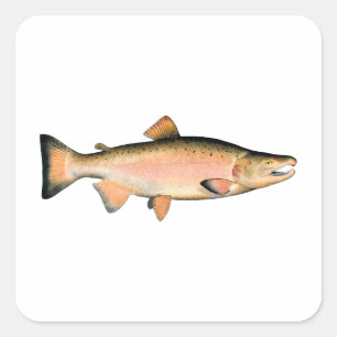 Adesivo Quadrado Coho - salmões de prata (que spawning a fase)