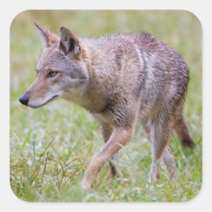 Adesivo Quadrado Coióte em campo, Cades Cove