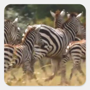 Adesivo Quadrado Coisas legal na Zebra Africana