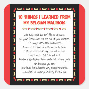 Adesivo Quadrado Coisas que engraçadas eu aprendi de meu Malinois