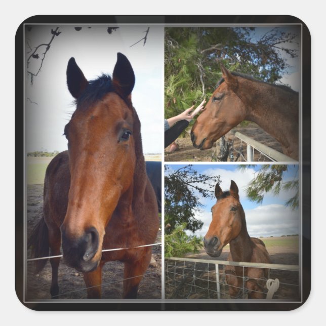 Adesivo Quadrado Colagem de Fotos de Cavalo Marrom, Sticker Quadrad (Frente)