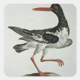 Adesivo Quadrado Coletor de ostra, c.1767-76 (gravura colorida mão