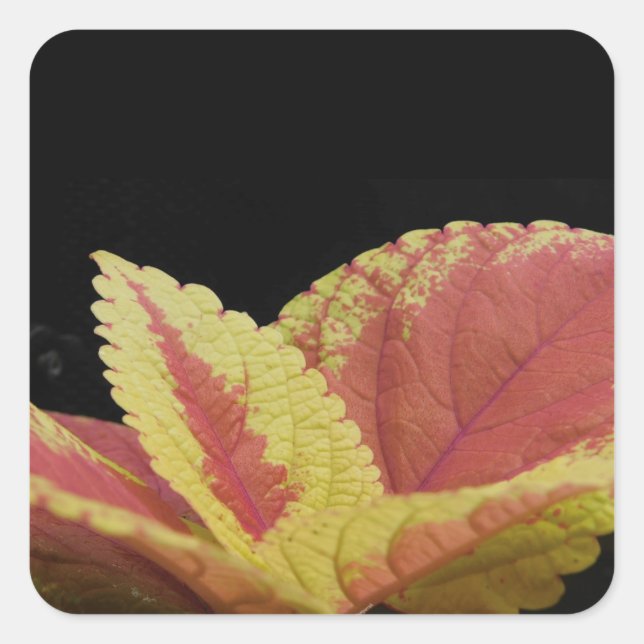 Adesivo Quadrado Coleus Leaves (Frente)