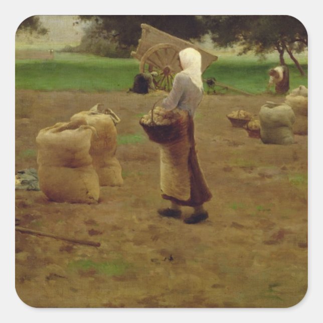 Adesivo Quadrado Colheita De Batatas (Frente)