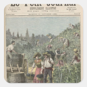 Adesivo Quadrado Colheita De Vinhos