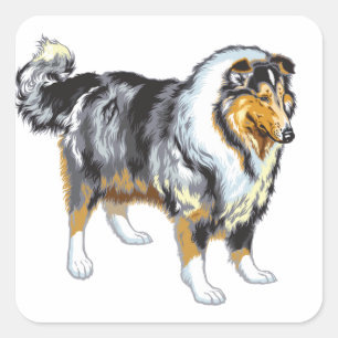 Adesivo Quadrado collie