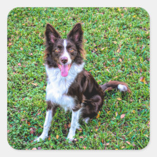 Adesivo Quadrado collie de borda p3