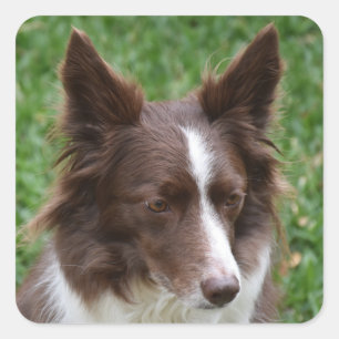 Adesivo Quadrado collie de borda p8