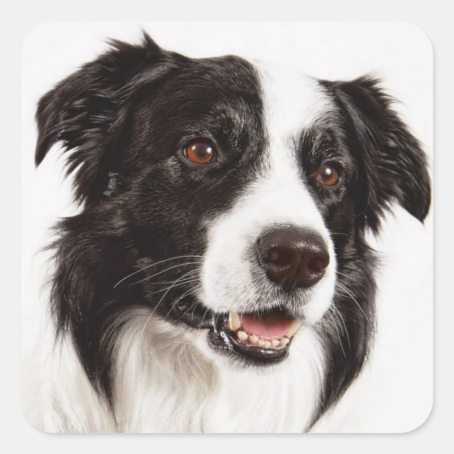 Adesivo Quadrado Collie Puppy Dog Stickers (Frente)