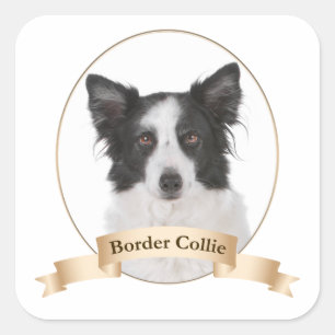 Adesivo Quadrado Collie Stickers