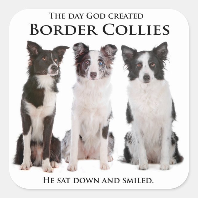 Adesivo Quadrado Collie Stickers (Frente)