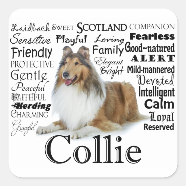 Adesivo Quadrado Collie Traits Stickers (Frente)