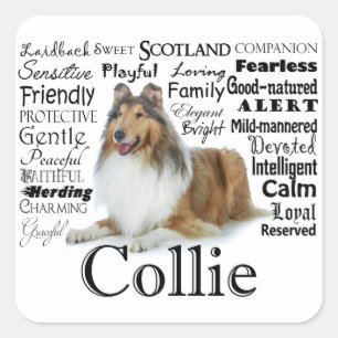 Adesivo Quadrado Collie Traits Stickers