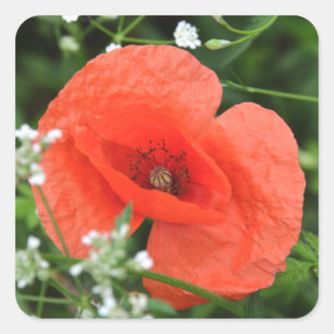 Adesivo Quadrado Colorida flor de papoila de verão em vegetação ver