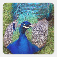 Colorida Peafowl Stickers