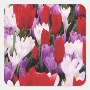 Adesivo Quadrado Colorido Flores de Tulipas