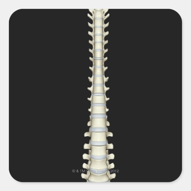 Adesivo Quadrado Coluna Vertebral 2 (Frente)