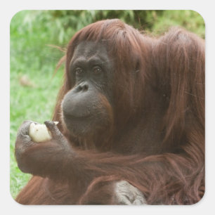 Adesivo Quadrado Comendo Orangutan
