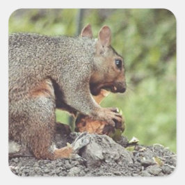 Adesivo Quadrado Comida de esquilo