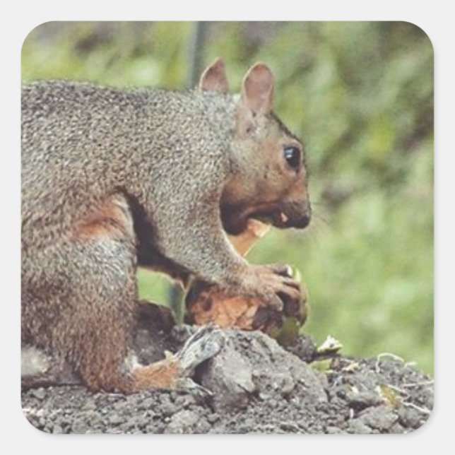 Adesivo Quadrado Comida de esquilo (Frente)