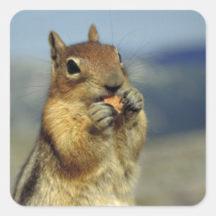 Adesivo Quadrado Comida de esquilo