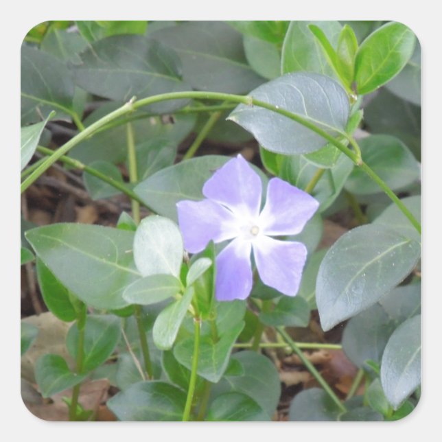 Adesivo Quadrado Common Periwinkle, Vinca Minor, na estrada (Frente)