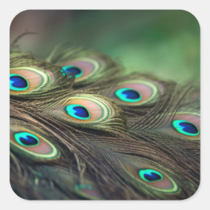 Adesivo Quadrado Composição de penas de pavão intensas