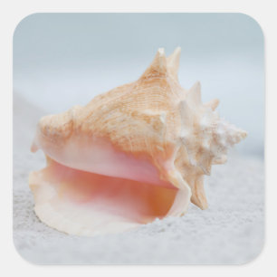 Adesivo Quadrado Conch Shell