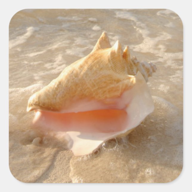 Adesivo Quadrado Conch Shell Em Areia Na Praia Tropical (Frente)