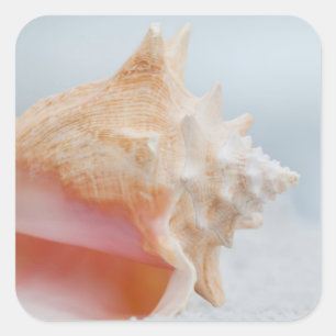 Adesivo Quadrado Conch Shell   Florida
