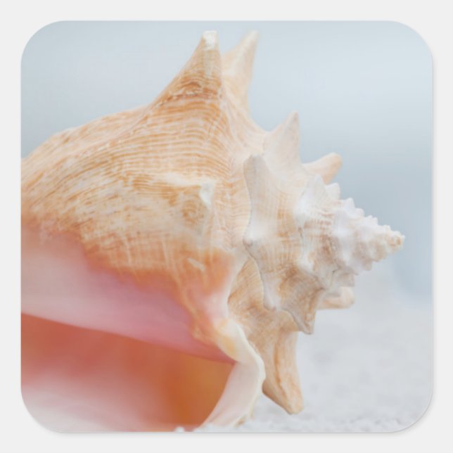 Adesivo Quadrado Conch Shell | Flórida (Frente)