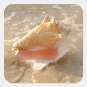Adesivo Quadrado Conch Shell na areia na praia tropical