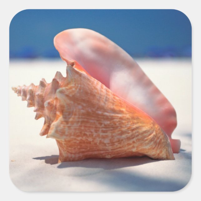 Adesivo Quadrado Conch Shell na praia 2 (Frente)