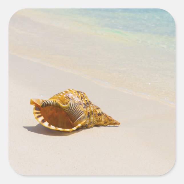 Adesivo Quadrado Conch Shell Na Praia 3 (Frente)